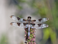 Twelve Spotted Skimmer 2657